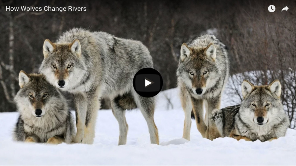 Four Wolves waiting in the snow